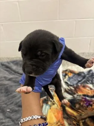 A baby small-sized male Mixed Breed dog named Bobby for adoption in Atlanta, GA