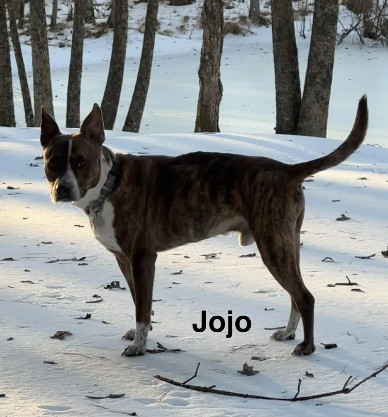 Jojo thumbnail 3