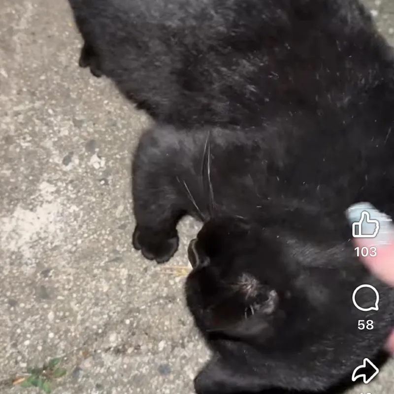 Nightingale thumbnail 2