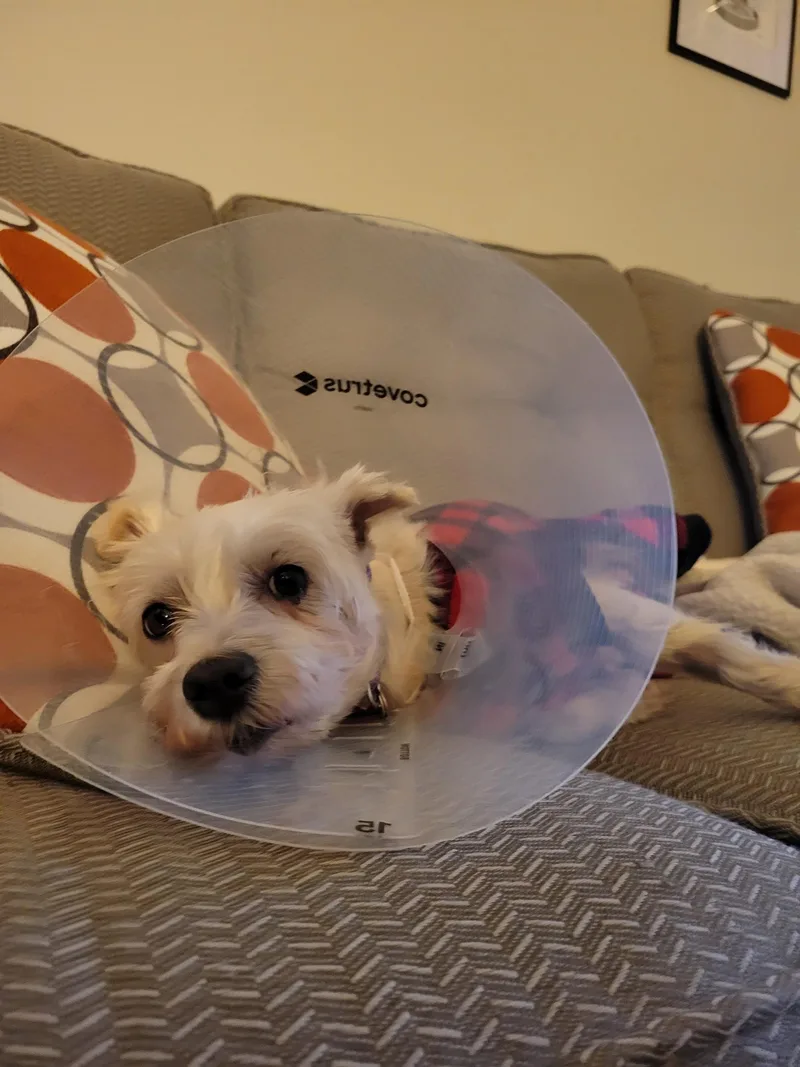 Clementine thumbnail 2