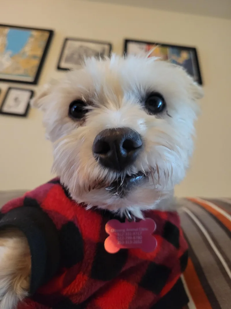 Clementine thumbnail 3