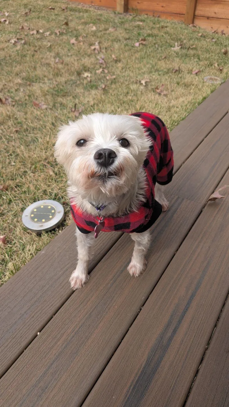 Clementine thumbnail 4