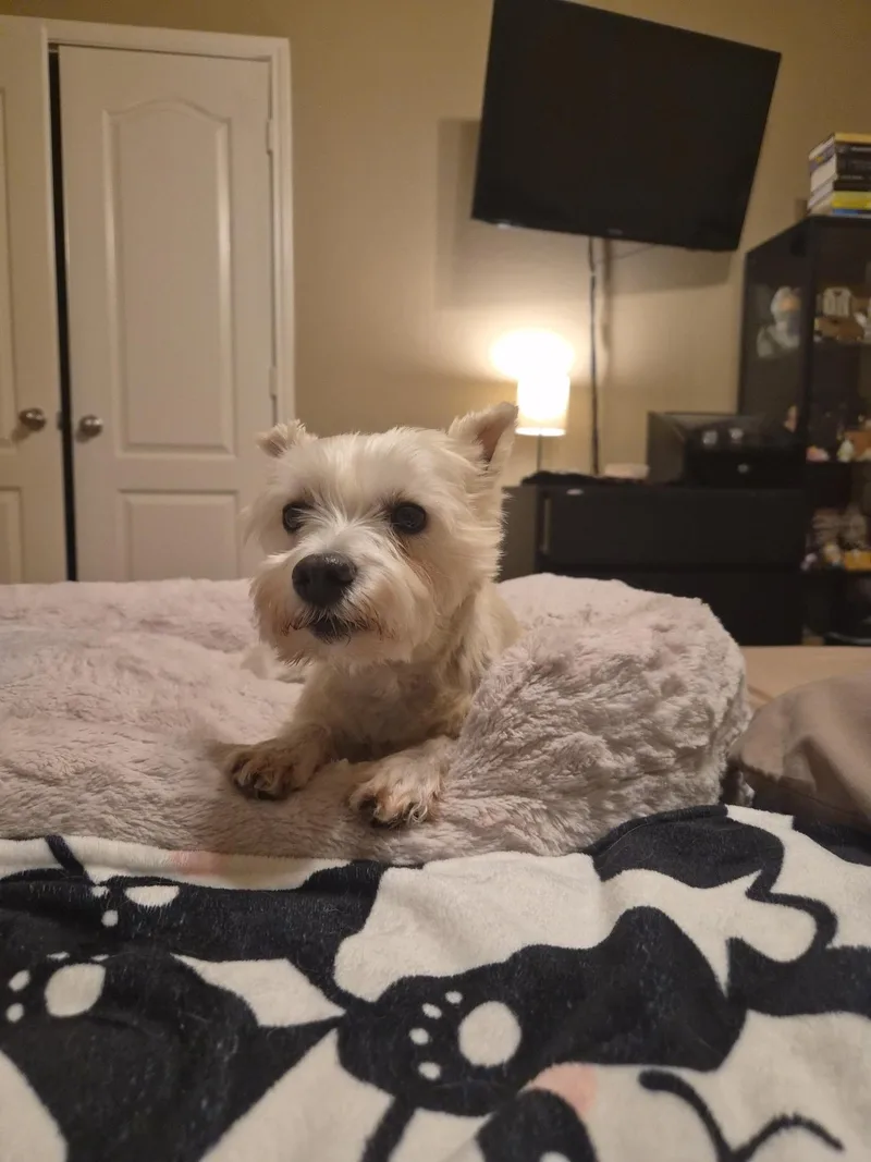 Clementine thumbnail 5