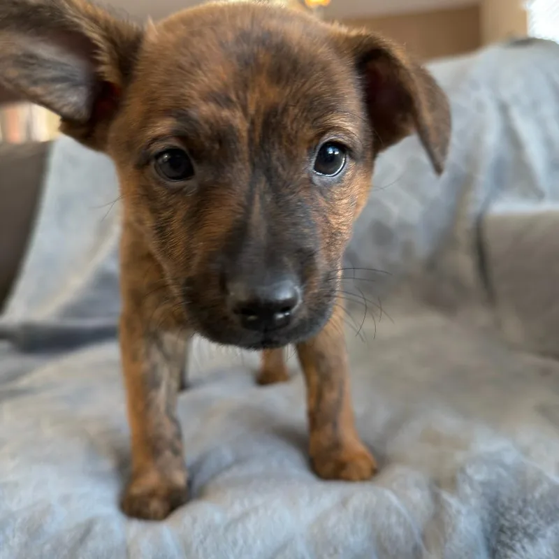 Marigold thumbnail 2