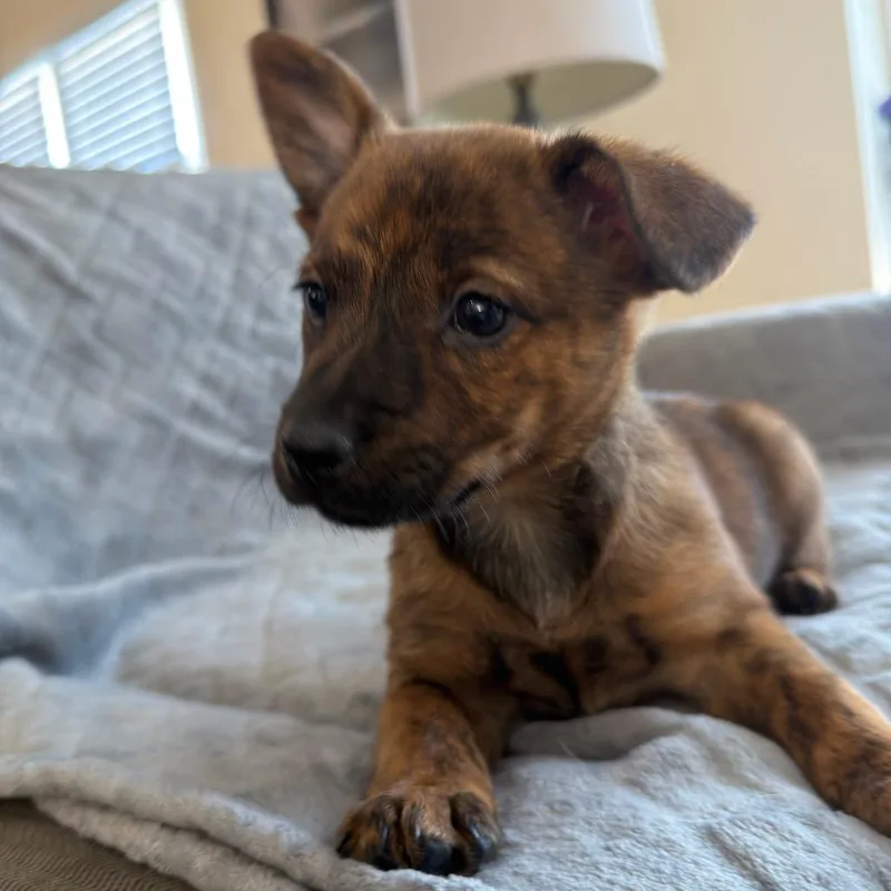 Marigold thumbnail 4