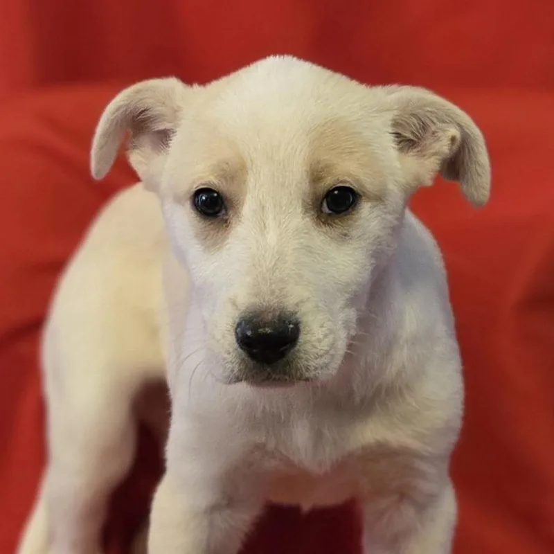 Emily Bronte thumbnail 2