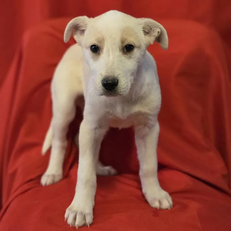 Emily Bronte thumbnail 3