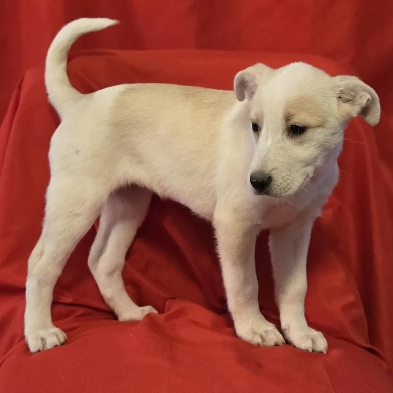 Emily Bronte thumbnail 4