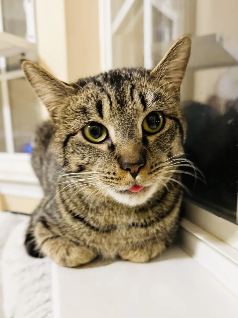 Round Head Squirrel thumbnail 2