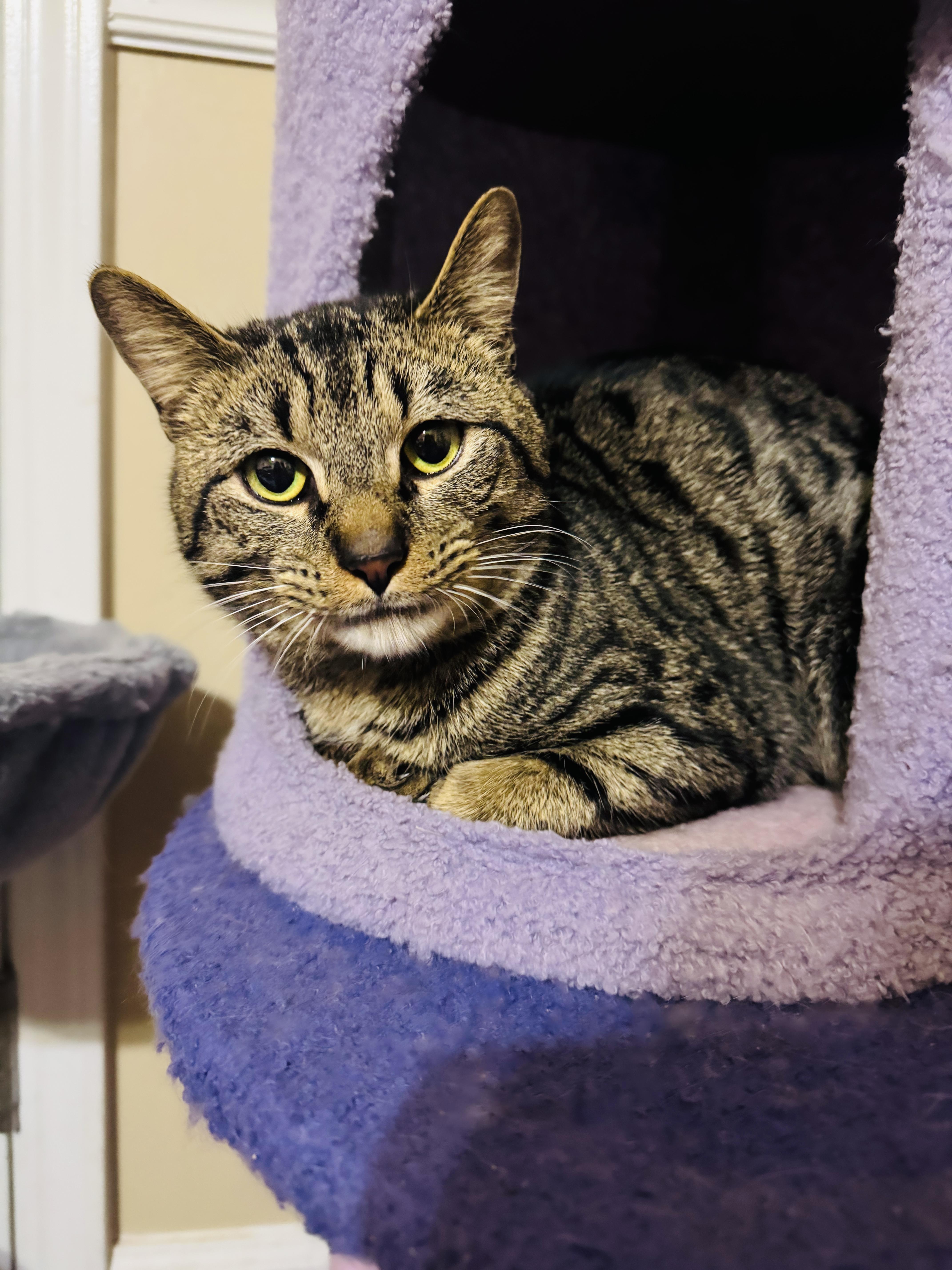 Round Head Squirrel thumbnail 3