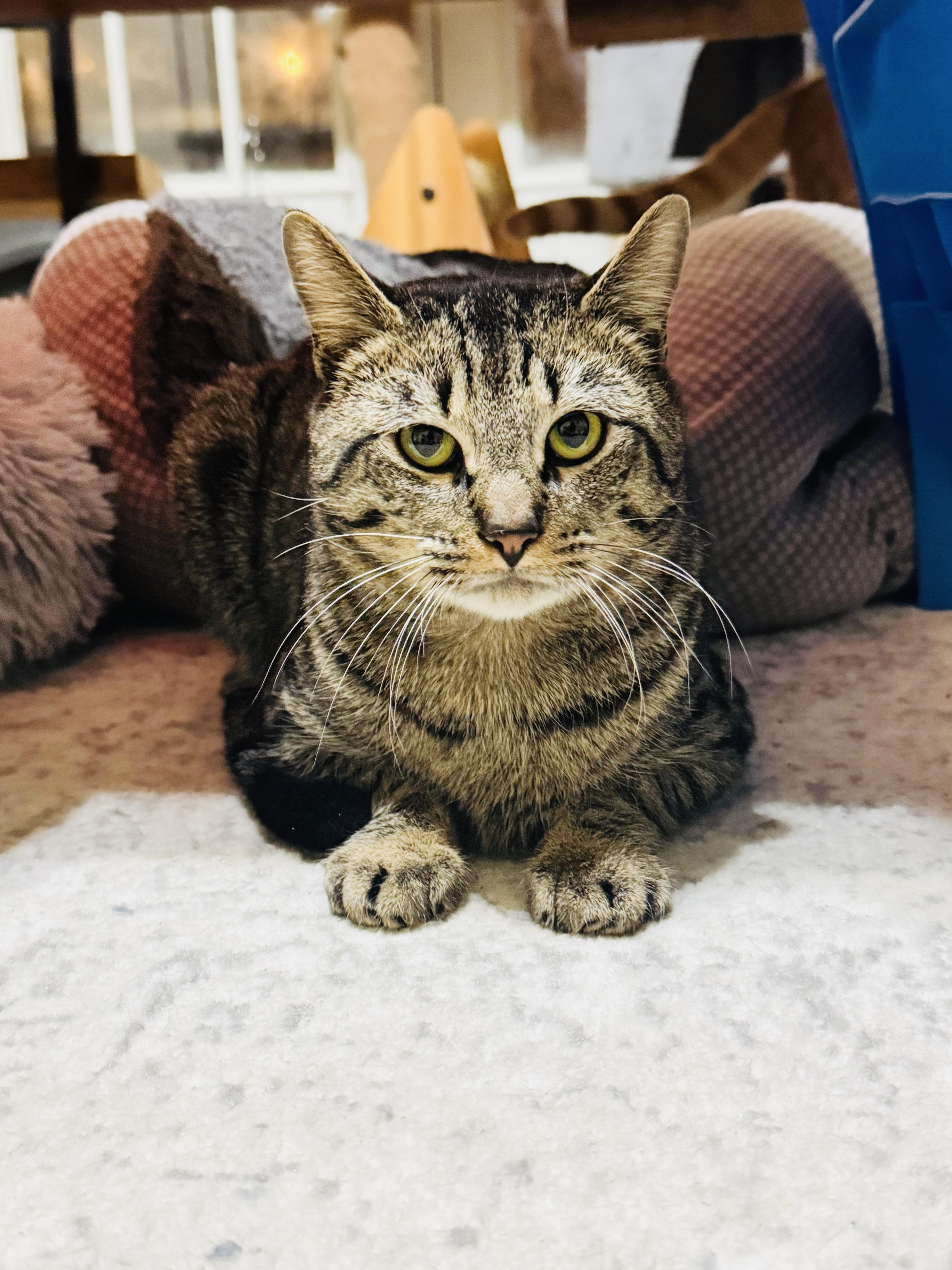 Round Head Squirrel thumbnail 4