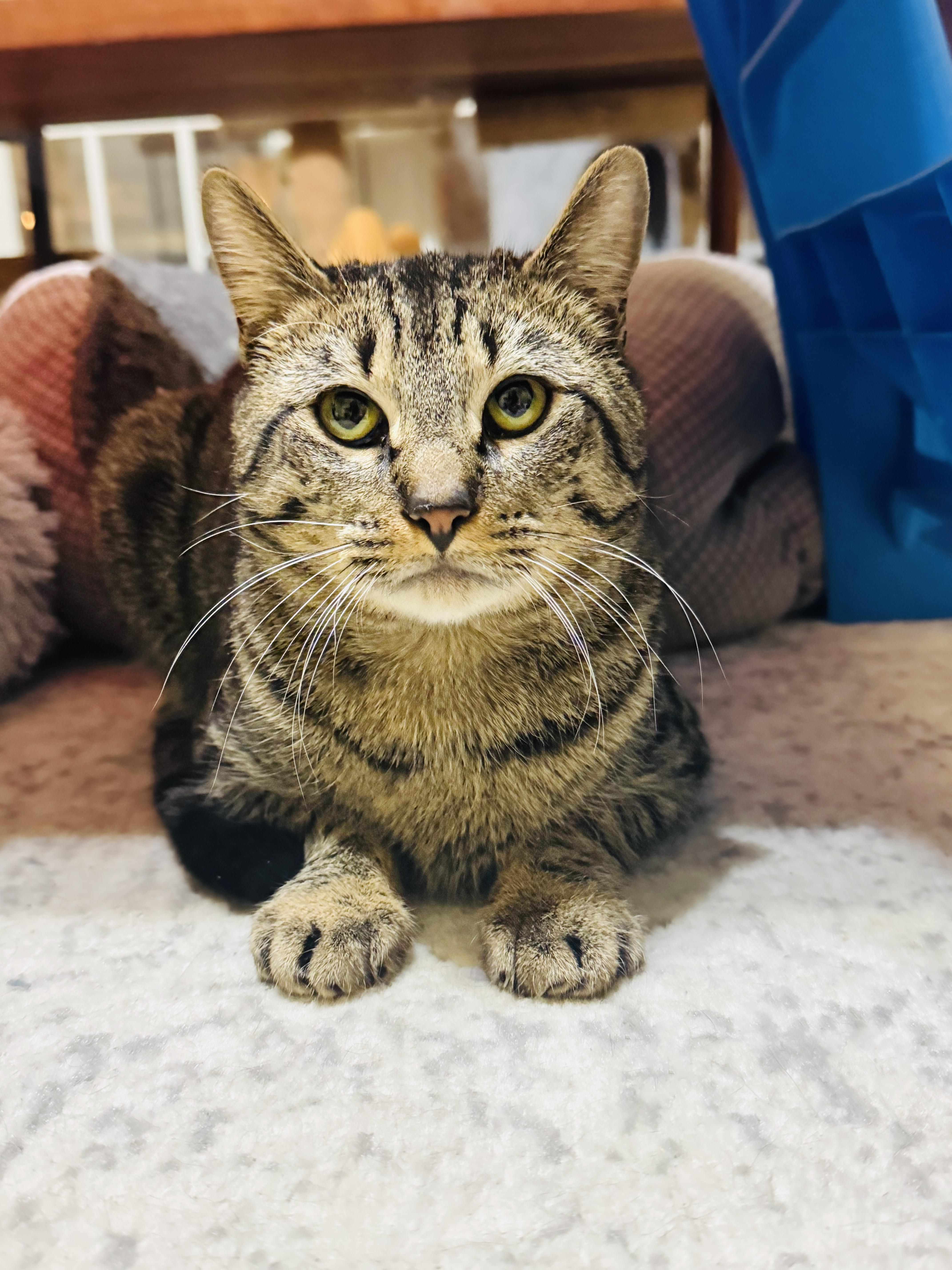 Round Head Squirrel thumbnail 5