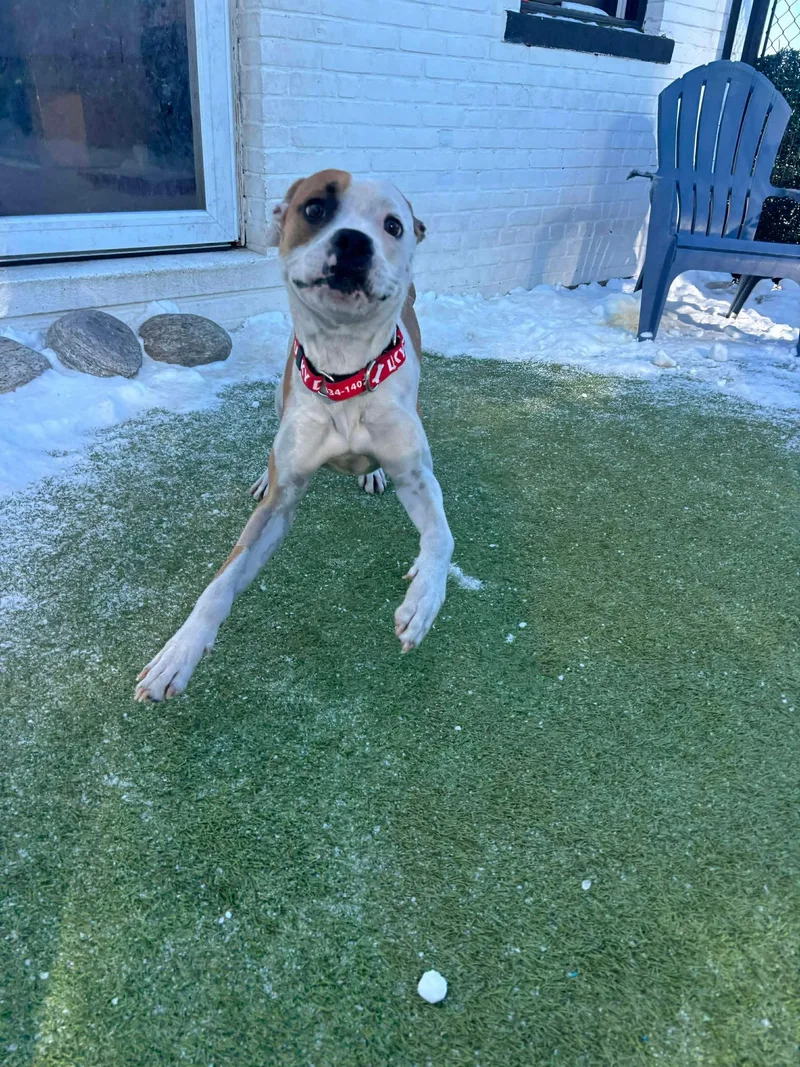 Yukon Cornelius thumbnail 3