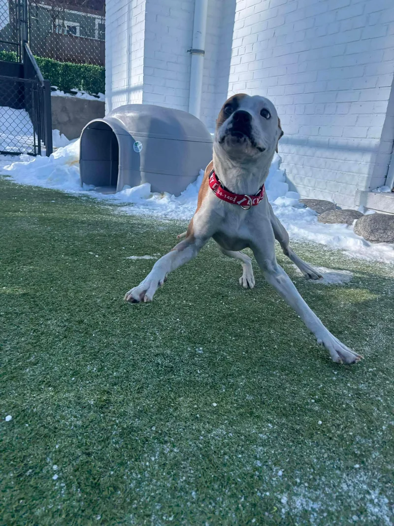 Yukon Cornelius thumbnail 5