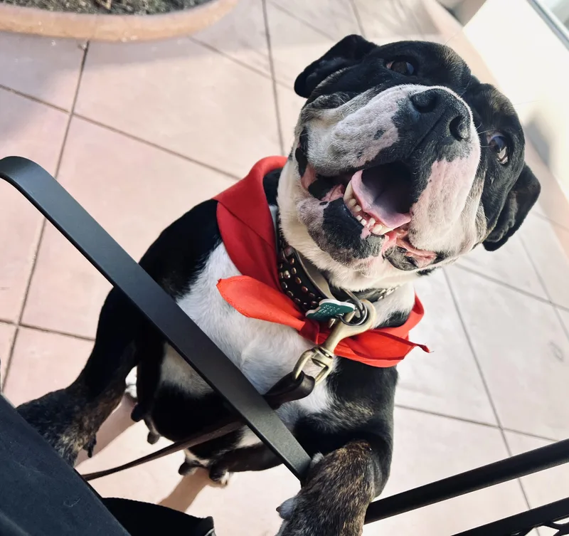 Principessa  Preenchie thumbnail 2