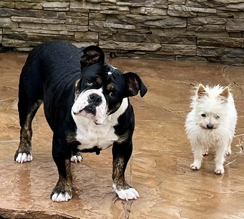 Principessa  Preenchie thumbnail 3