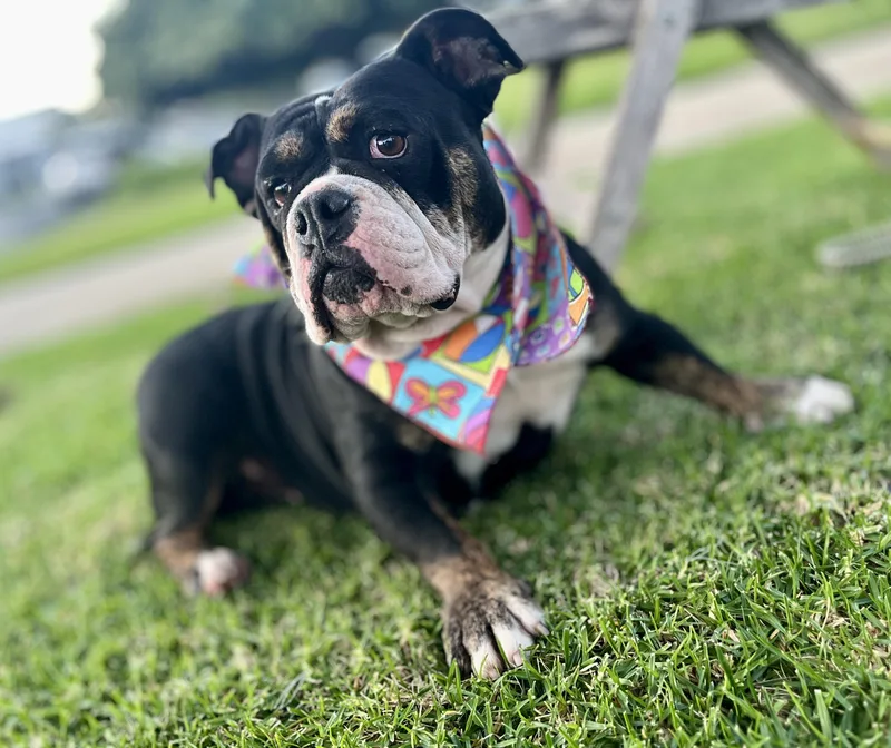 Principessa  Preenchie