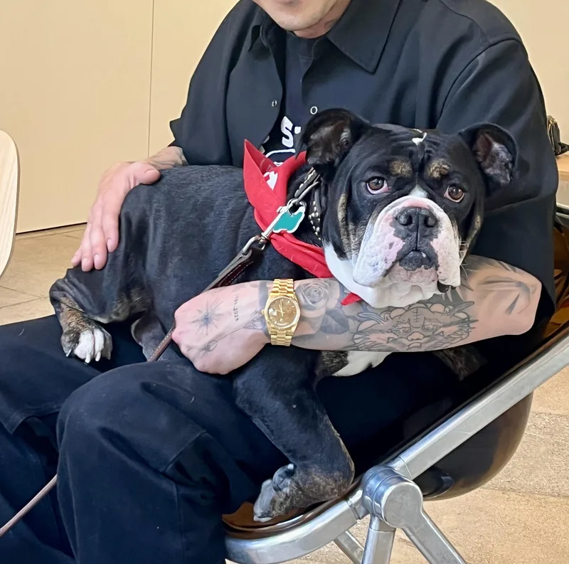 Principessa  Preenchie thumbnail 4