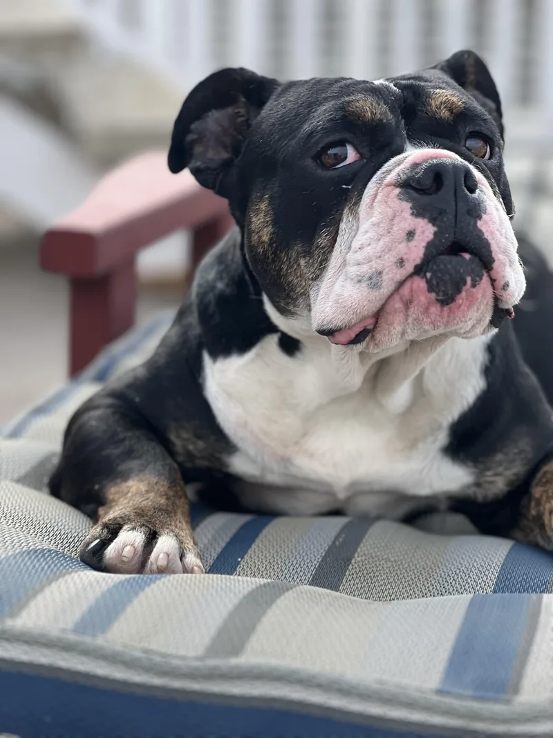 Principessa  Preenchie thumbnail 5