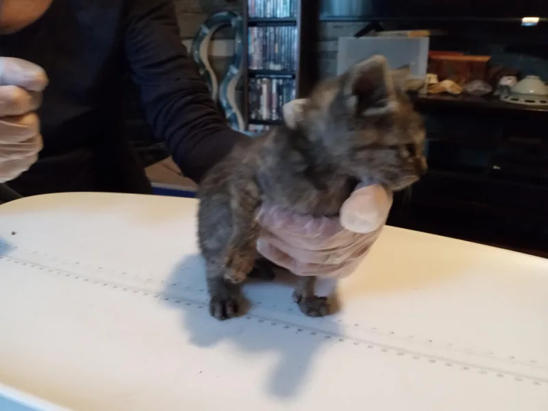 Sage Ellen thumbnail 5