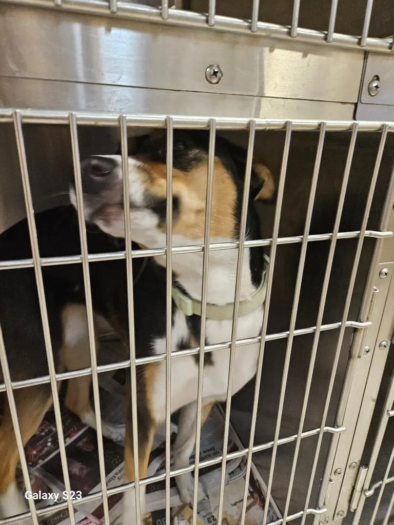 Lady Bug thumbnail 2