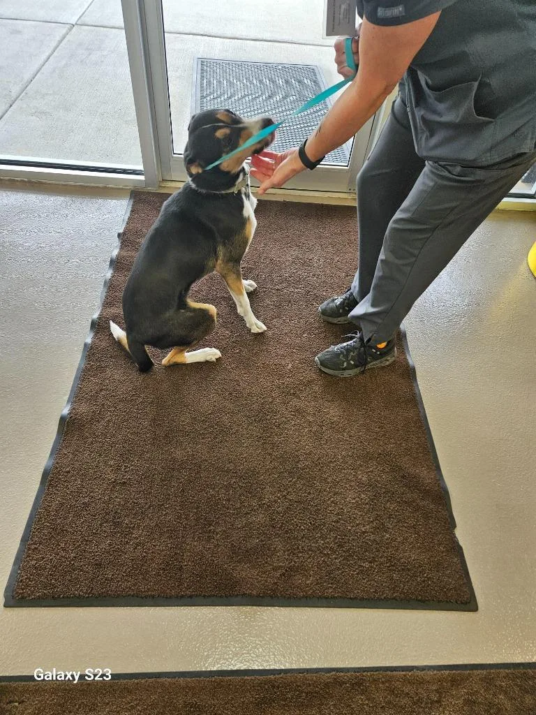 Lady Bug thumbnail 3