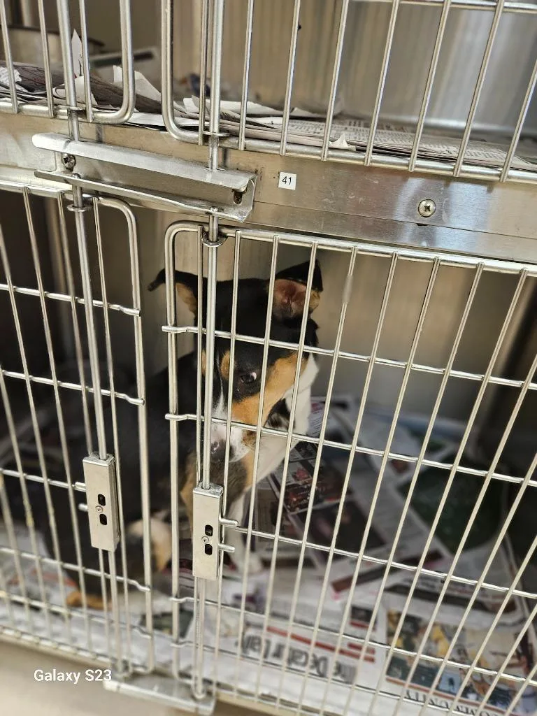 Lady Bug thumbnail 4