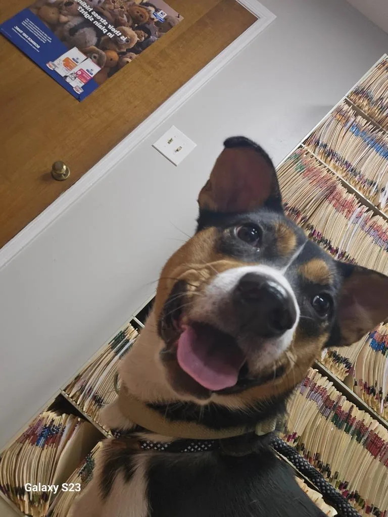 Lady Bug thumbnail 5