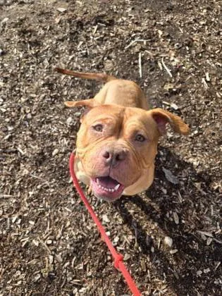 Cabernet thumbnail 2