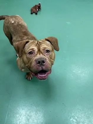 Cabernet thumbnail 3