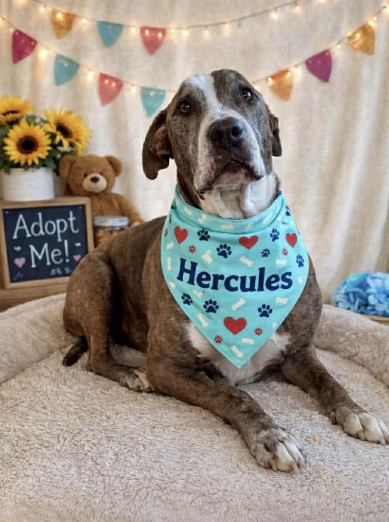 Hercules thumbnail 2