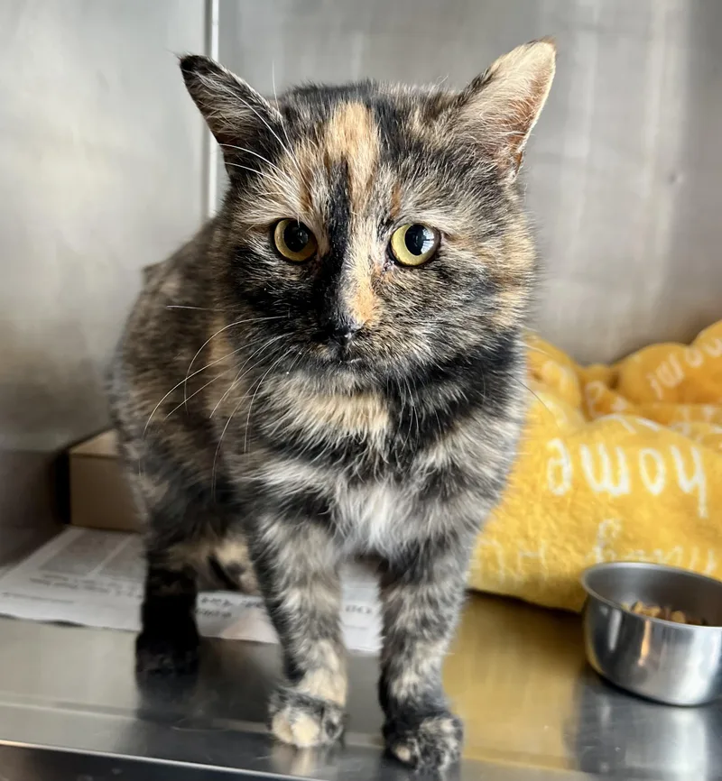 A young medium-sized female Tortoiseshell Domestic Short Hair cat named Piccolo for adoption in Seville, OH