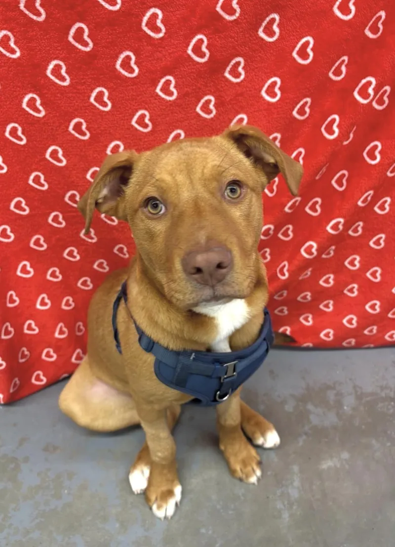 A young medium-sized male Red / Chestnut / Orange Mixed Breed dog named Charlie for adoption in Mount Pleasant, SC