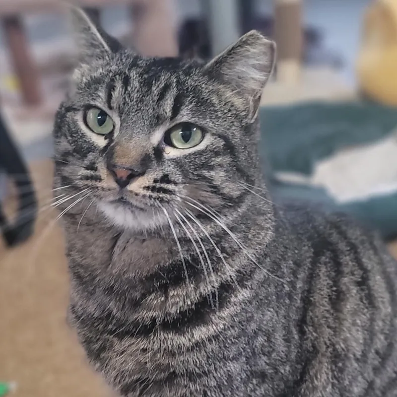 Reginald thumbnail 2