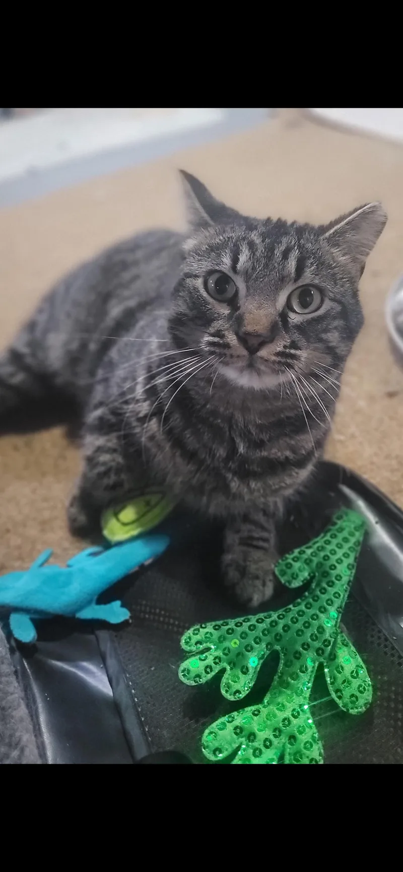 Reginald thumbnail 3