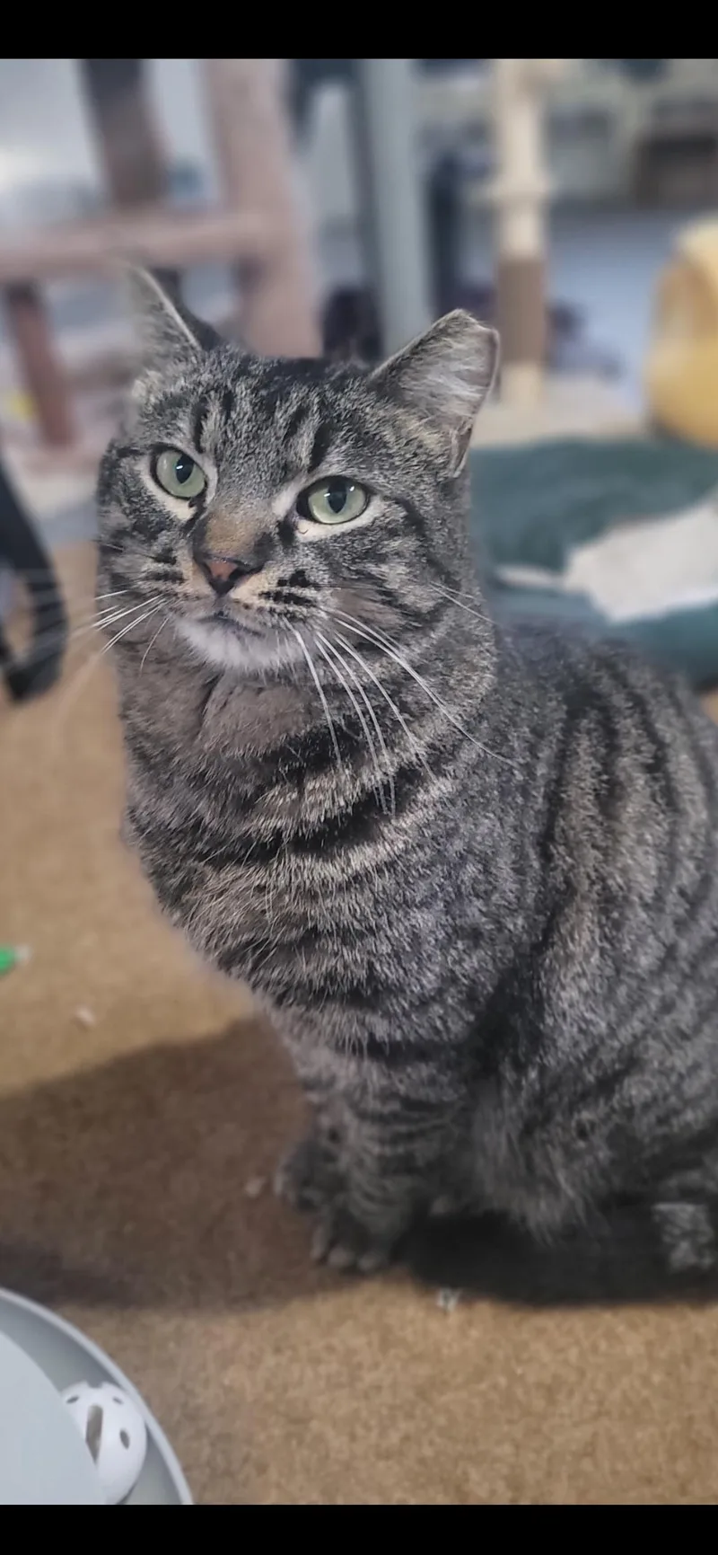 Reginald thumbnail 4