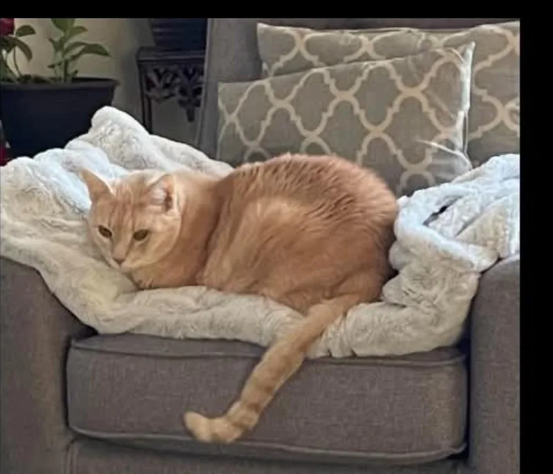 Sonny James thumbnail 2