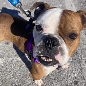 An adult medium-sized male Bicolor Bulldog dog named Marty for adoption in Narberth, PA