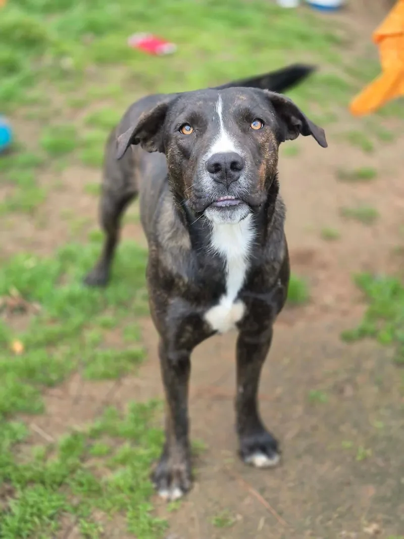 Emmy Lou thumbnail 2