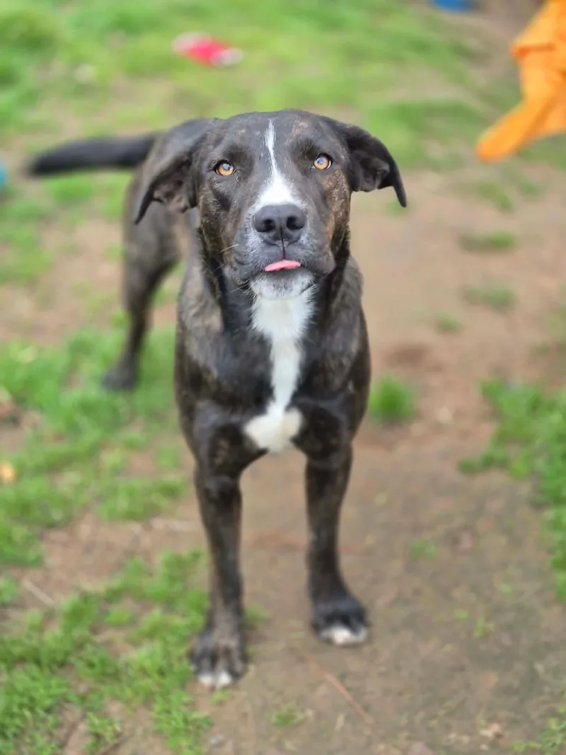 Emmy Lou thumbnail 3