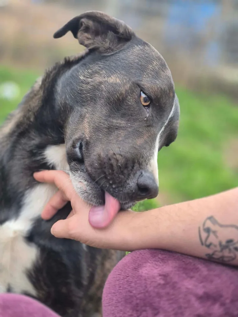 Emmy Lou thumbnail 4