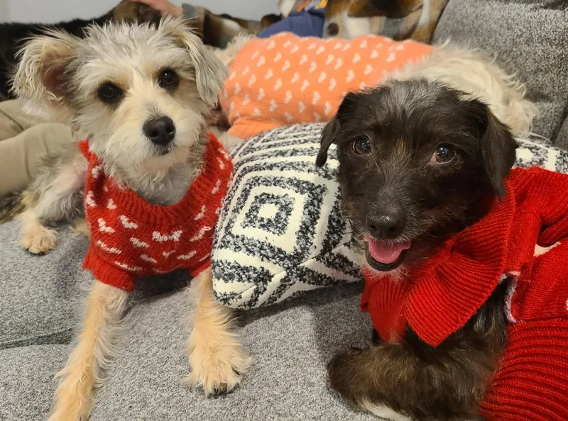 Peppermint thumbnail 2