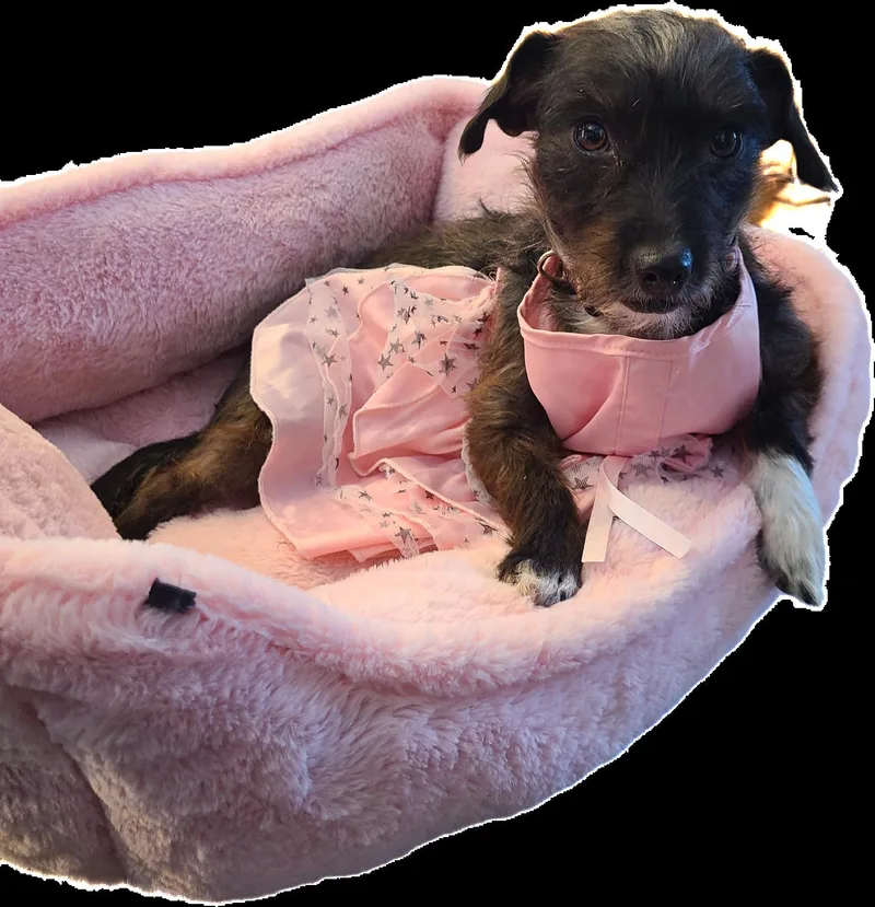 Peppermint thumbnail 3