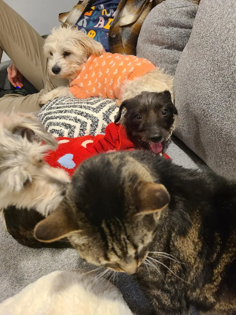 Peppermint thumbnail 4