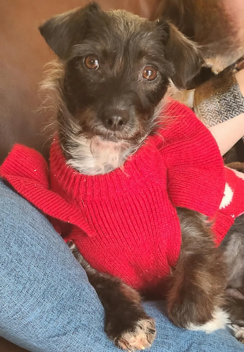 Peppermint thumbnail 5