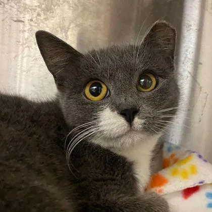 Luna Fox thumbnail 2