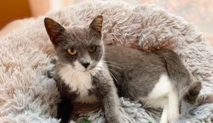 Luna Fox thumbnail 3