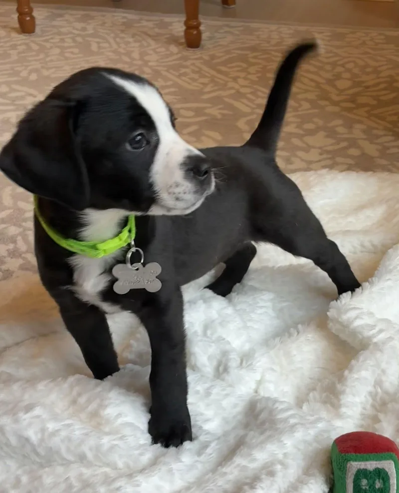 Thin Mint thumbnail 2