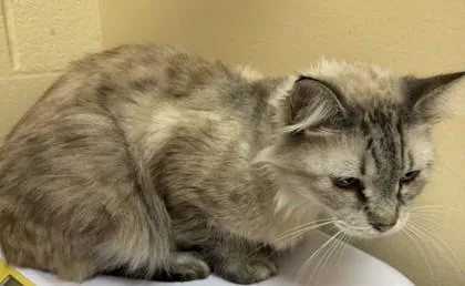 Toodlebug thumbnail 2