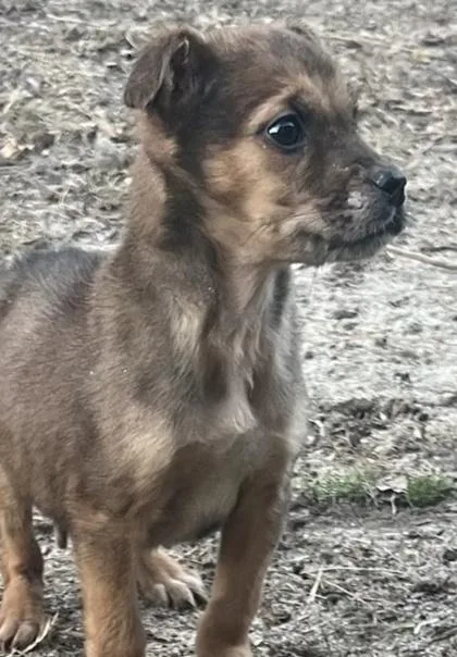 Jolly `a Priority Pet` thumbnail 2